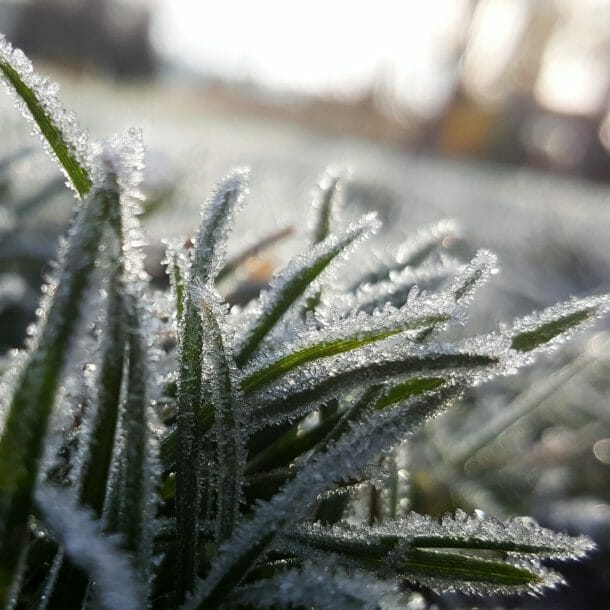 winter lawn care
