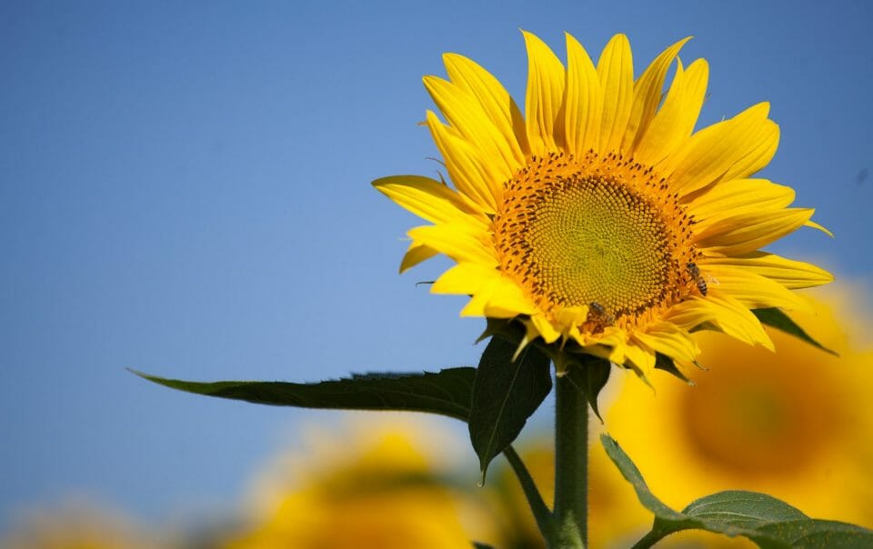 summer landscaping ideas