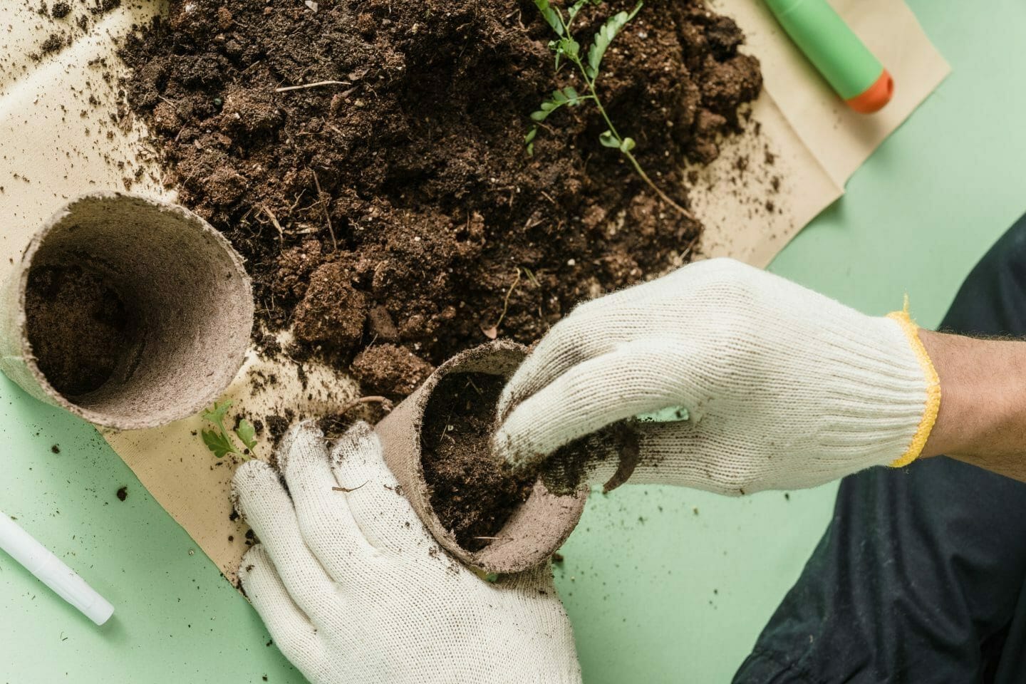 gardening tips for september