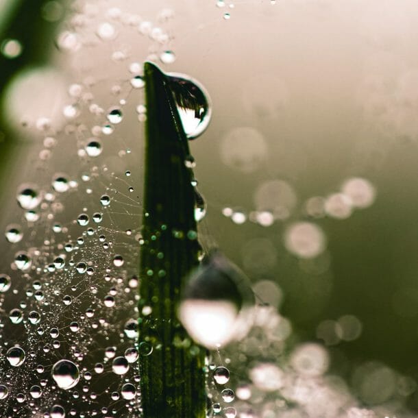 plant watering