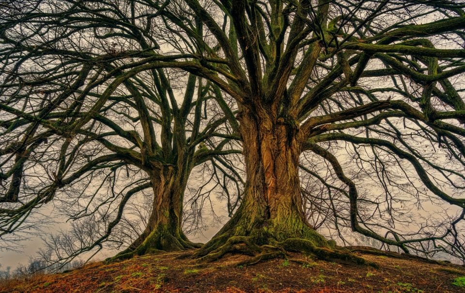 trees for dry soil