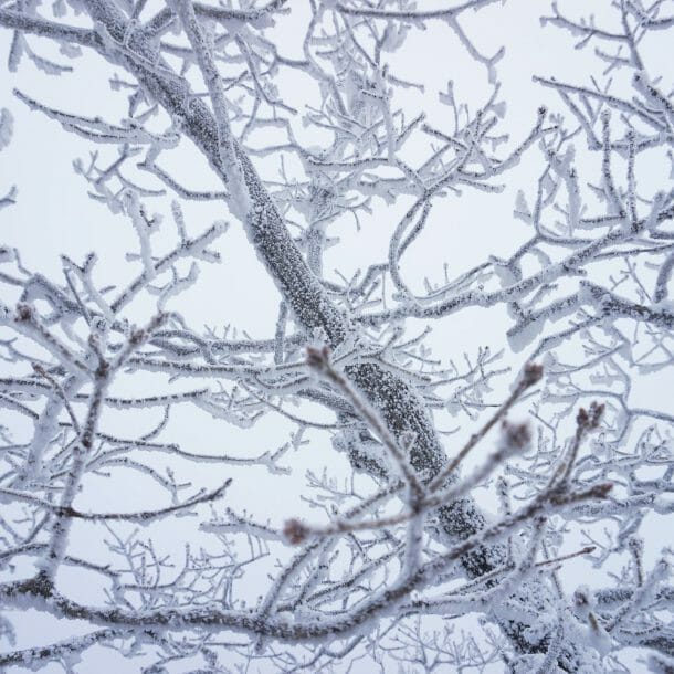 landscaping in the winter