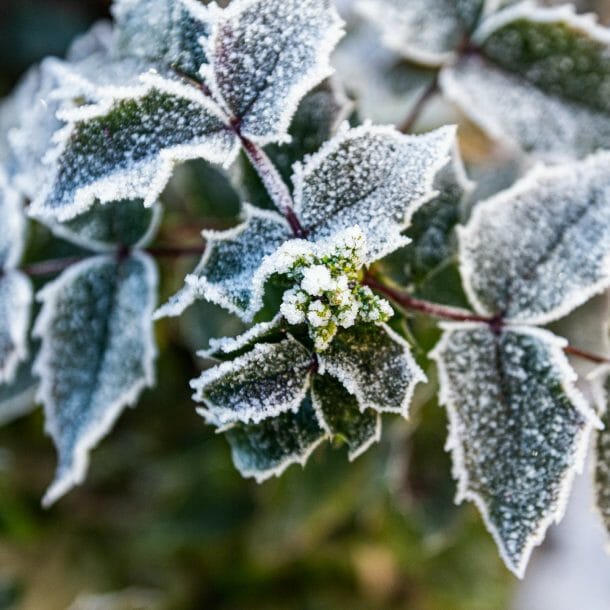 winter gardening