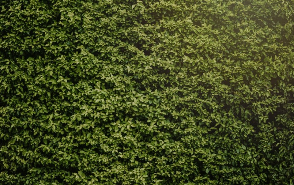 trimming hedges