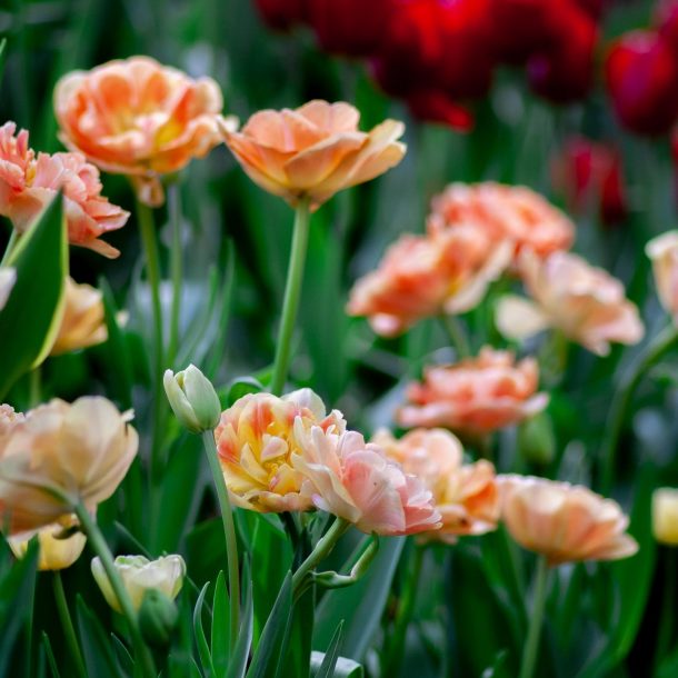 gardening in march