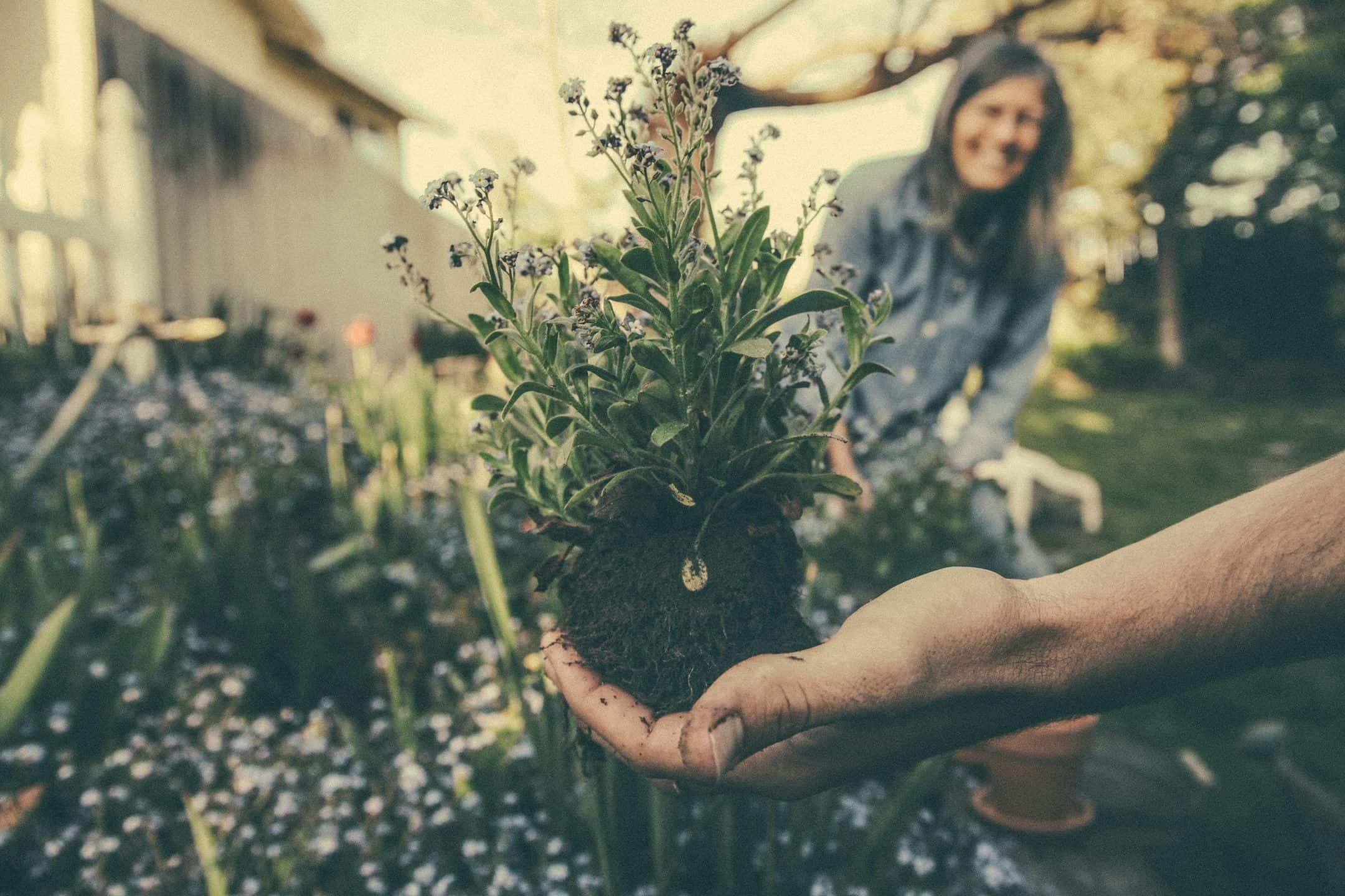 mental health benefits of gardening