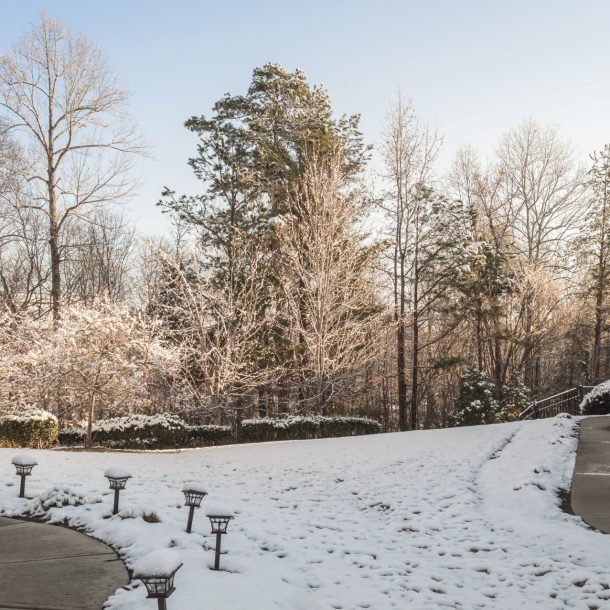 winter lawn care