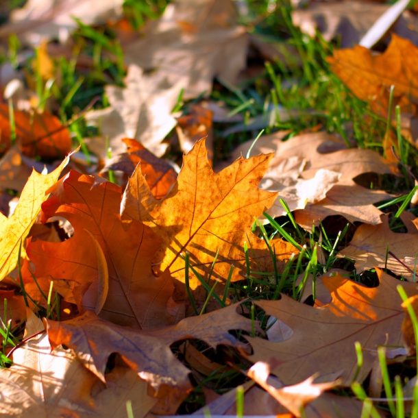 leaves on the ground
